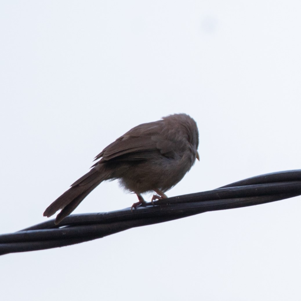 Jungle Babbler - ML627373378