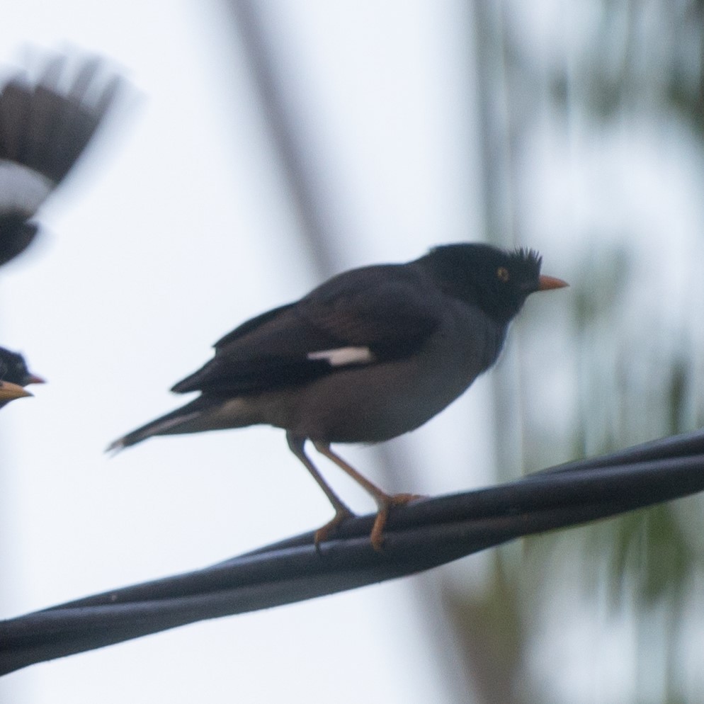 Jungle Myna - ML627373384