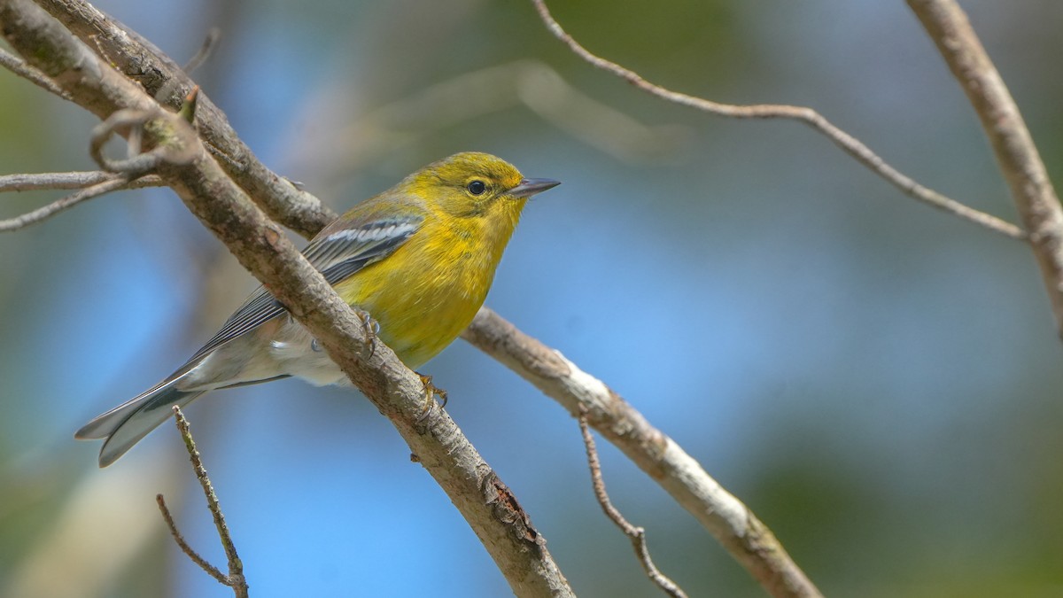 Pine Warbler - ML627373398