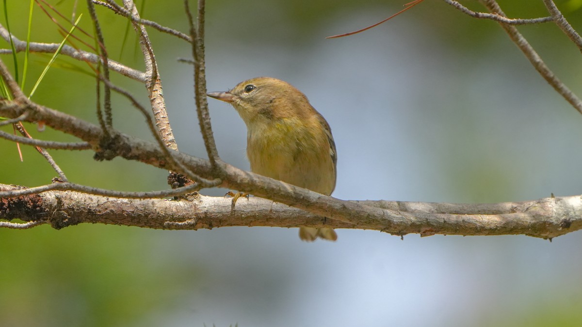 Pine Warbler - ML627373409