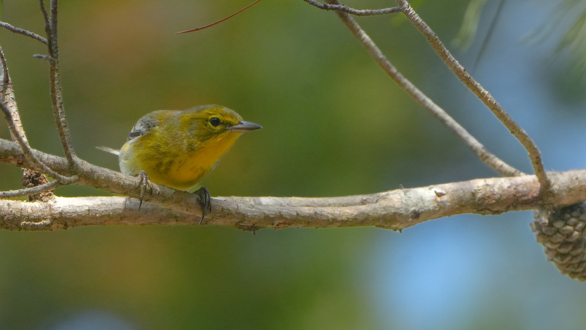 Pine Warbler - ML627373418