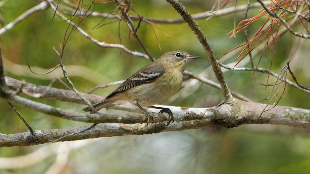 Pine Warbler - ML627373422