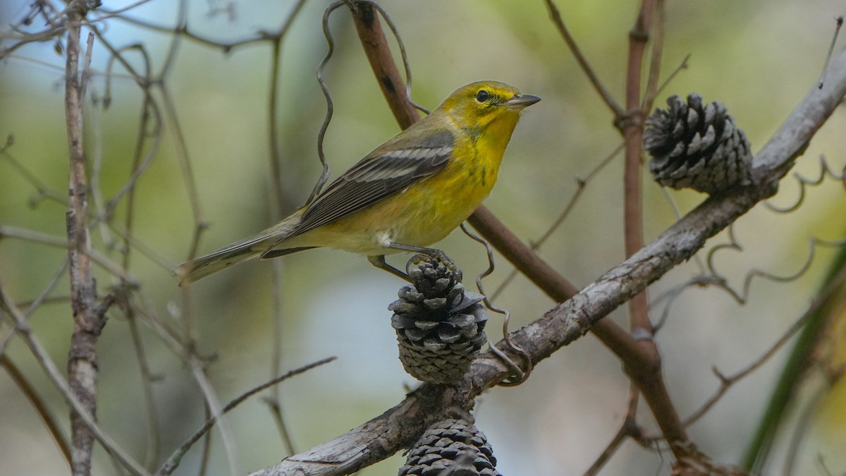 Pine Warbler - ML627373435