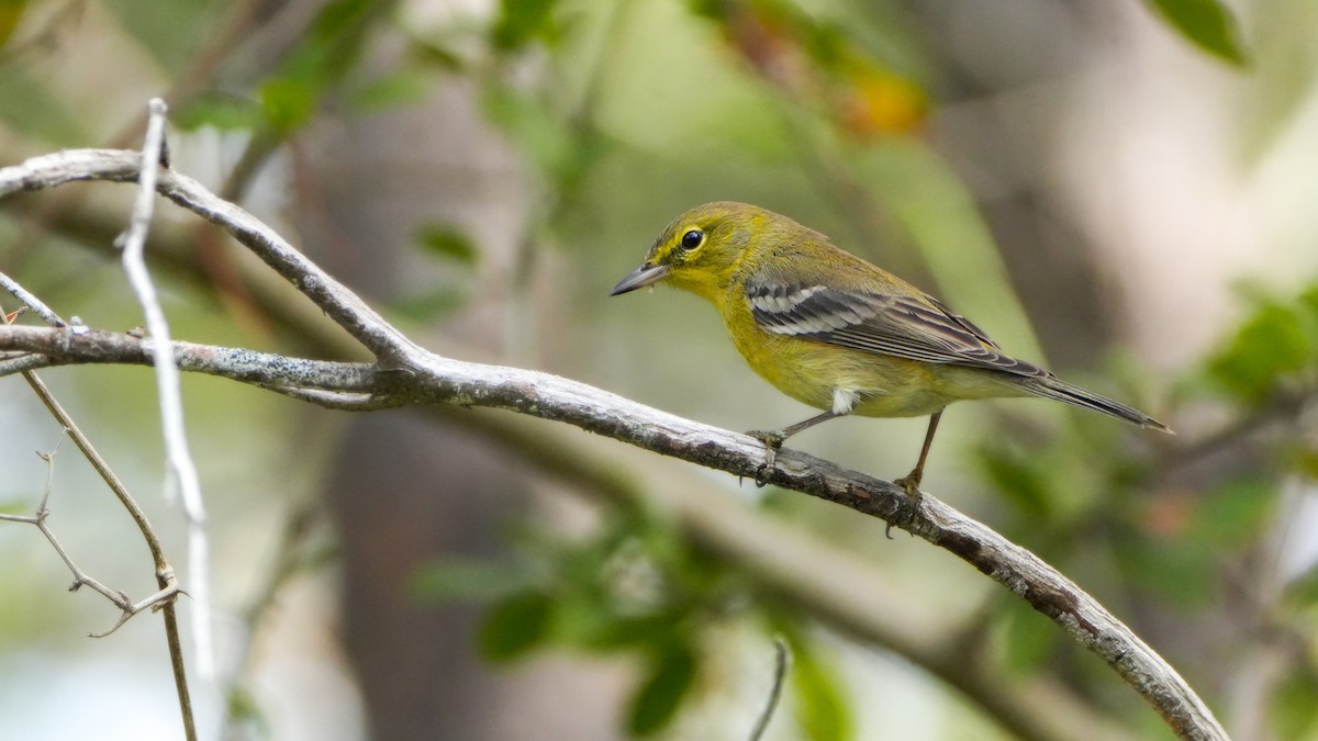 Pine Warbler - ML627373447