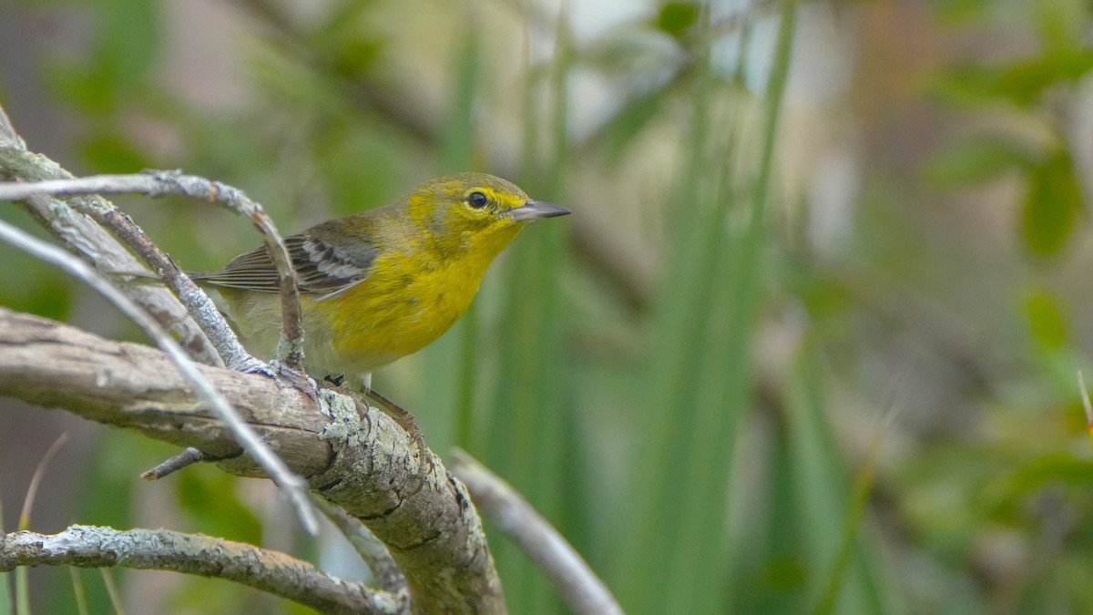 Pine Warbler - ML627373460