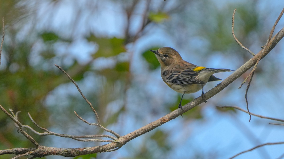 Yellow-rumped Warbler - ML627373466