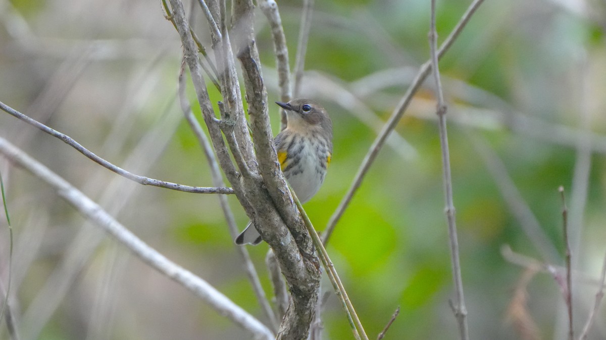 Yellow-rumped Warbler - ML627373469