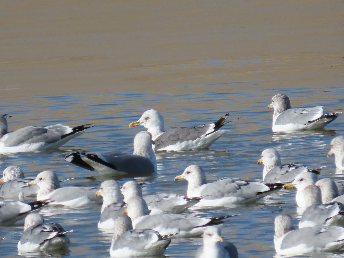 Lesser Black-backed Gull - ML627373505