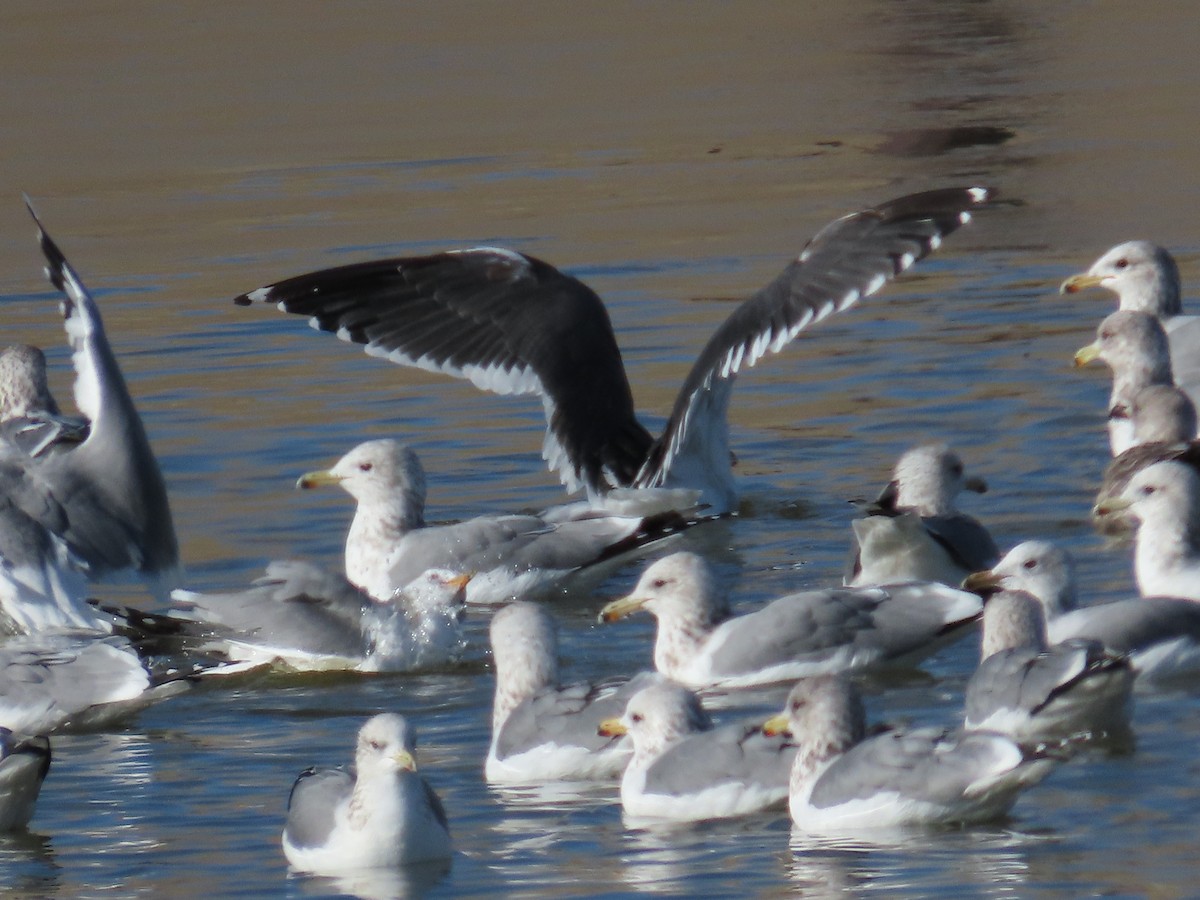 Lesser Black-backed Gull - ML627373507