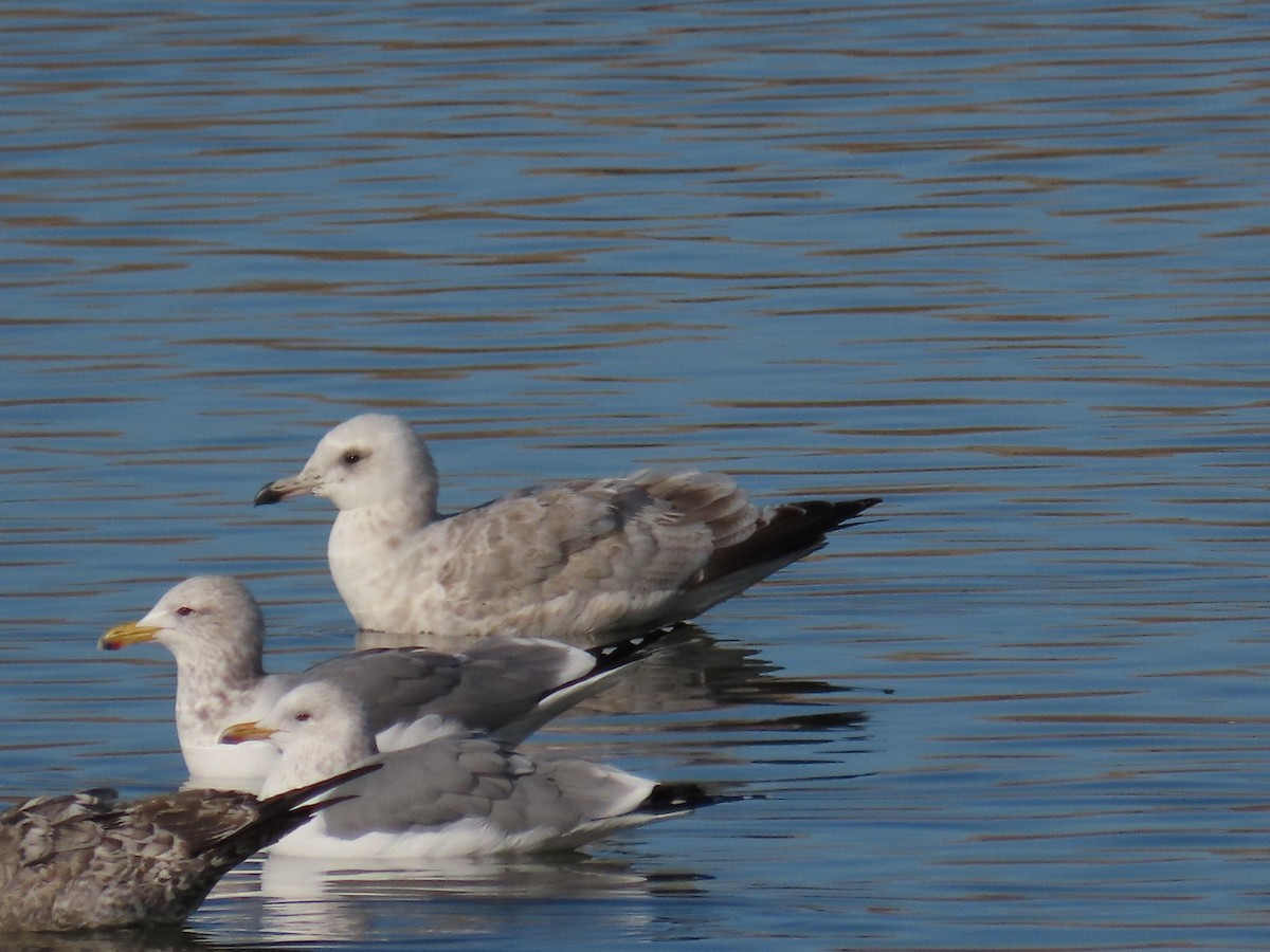 Iceland Gull (Thayer's) - ML627373521