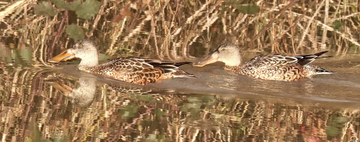 Northern Shoveler - ML627373542