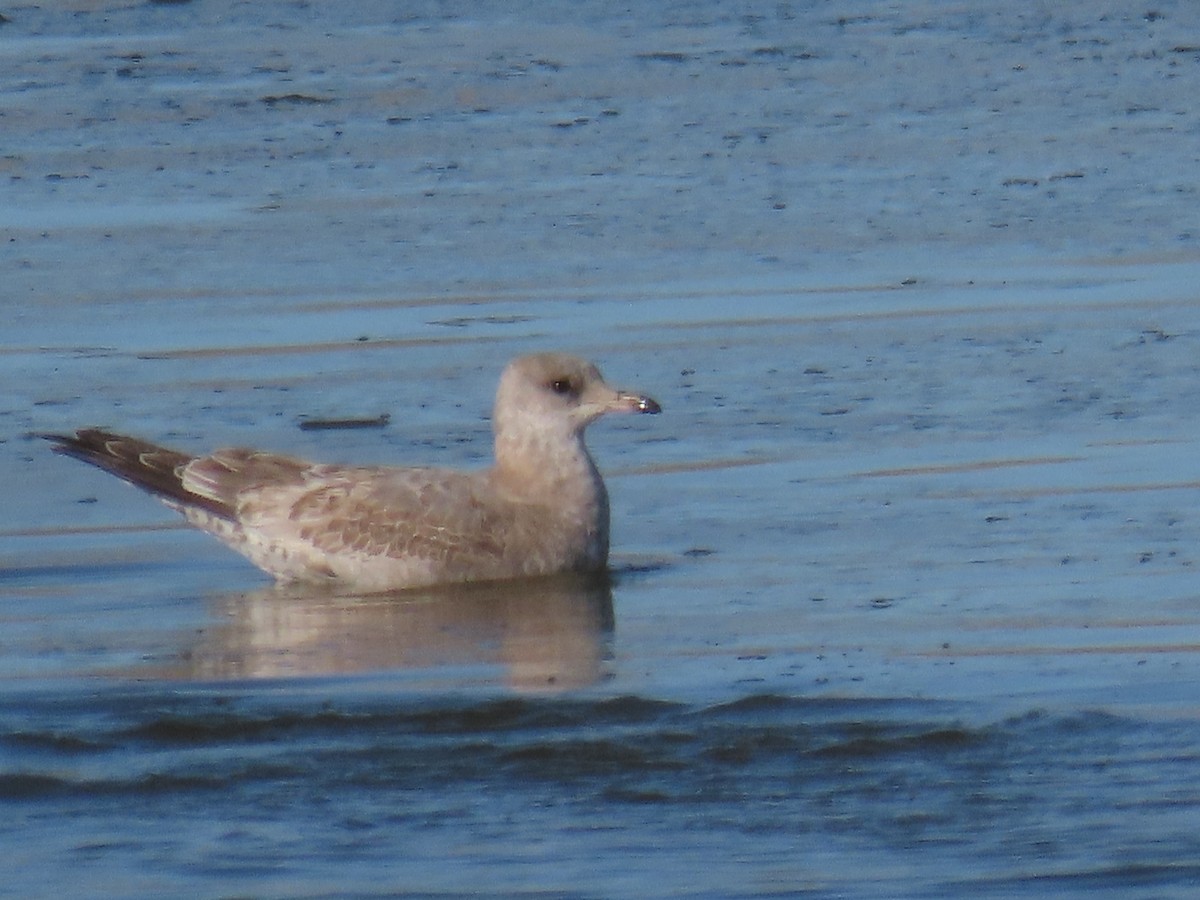 Short-billed Gull - ML627373559