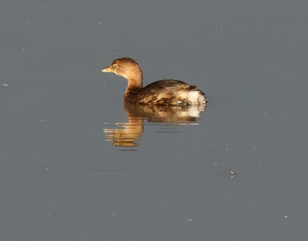 Pied-billed Grebe - ML627373567