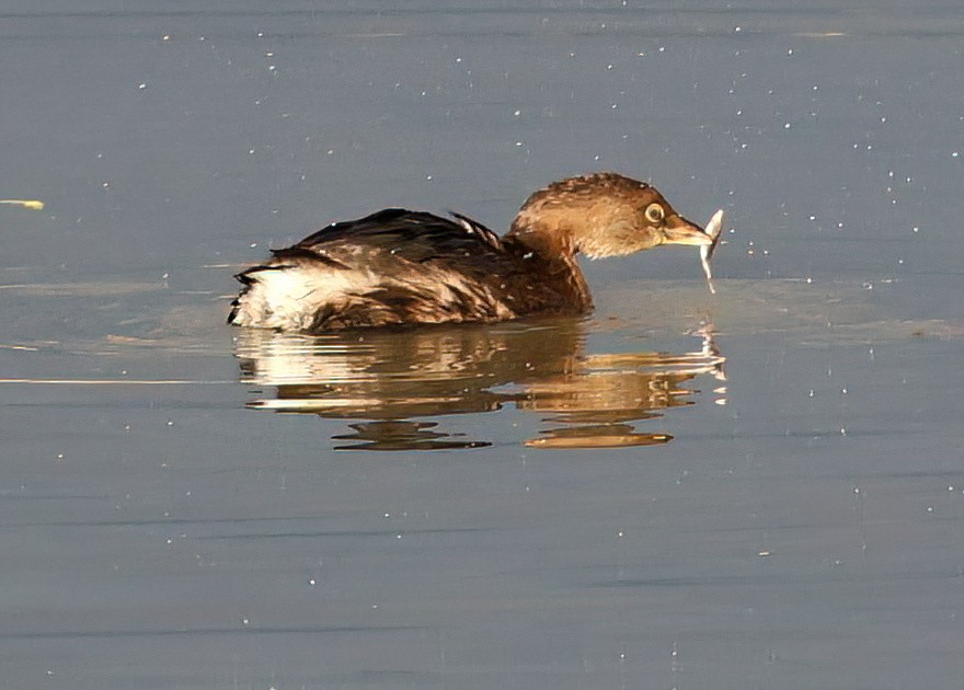 Pied-billed Grebe - ML627373569