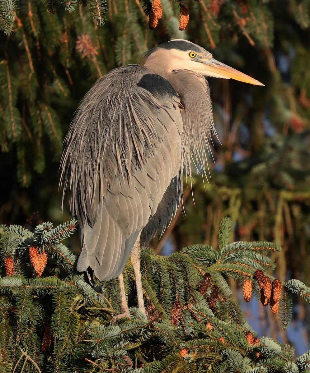 Great Blue Heron - ML627373572