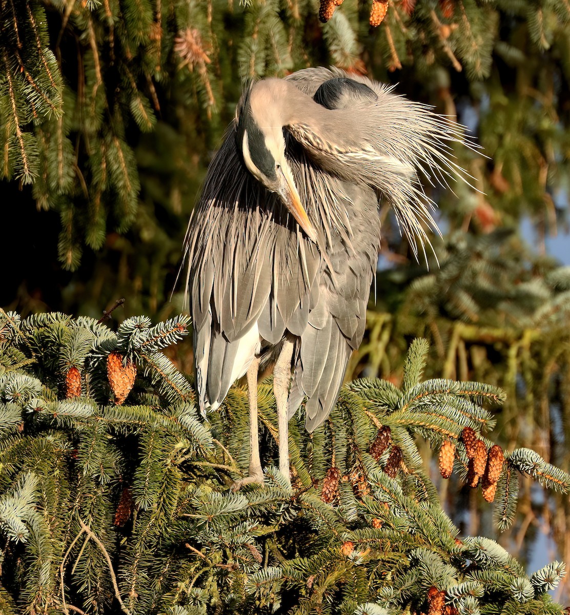 Great Blue Heron - ML627373583