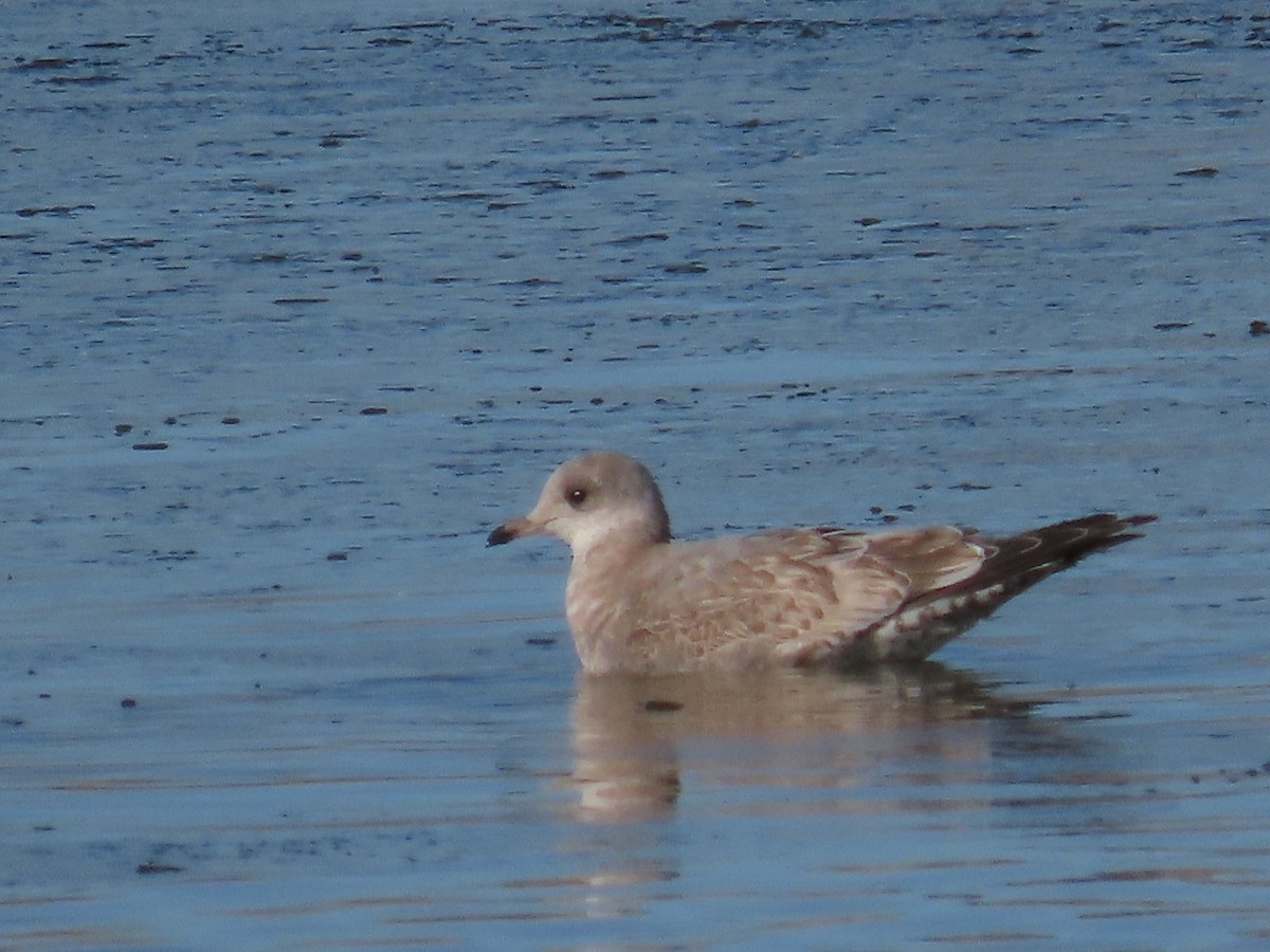 Short-billed Gull - ML627373585