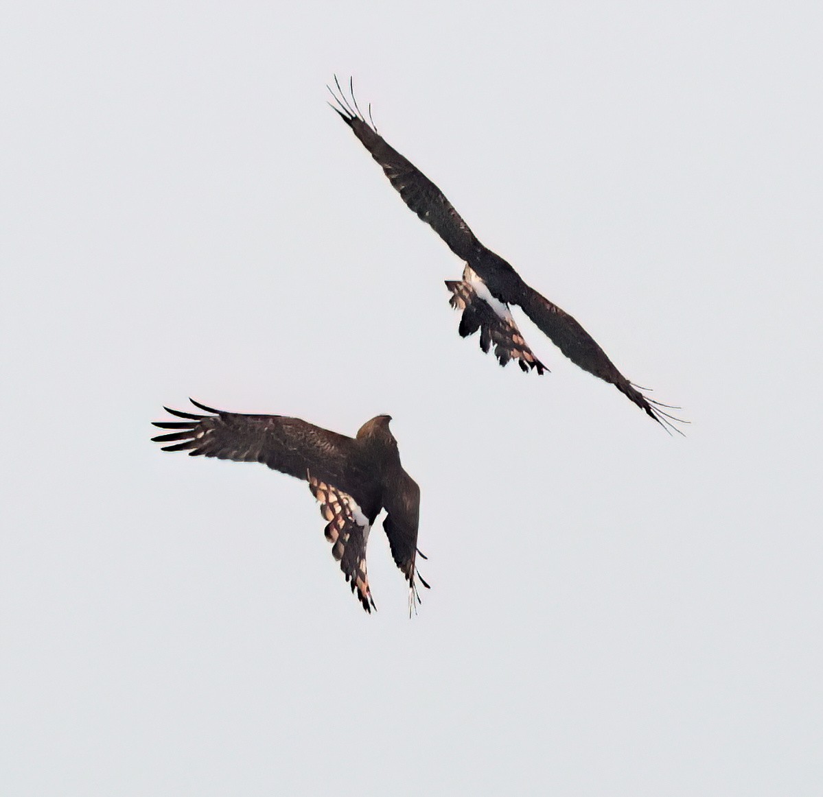 Northern Harrier - ML627373596