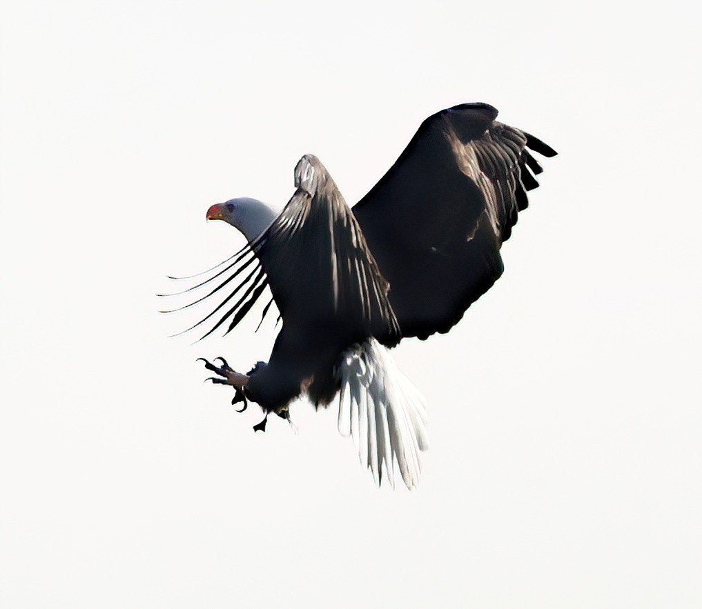 Bald Eagle - ML627373605