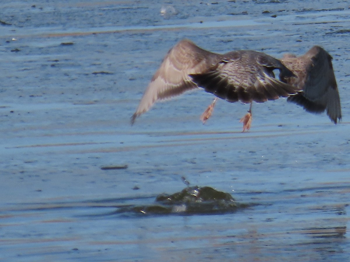 Short-billed Gull - ML627373615