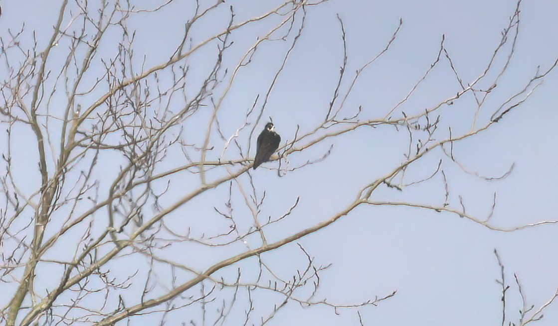 Peregrine Falcon - ML627373618