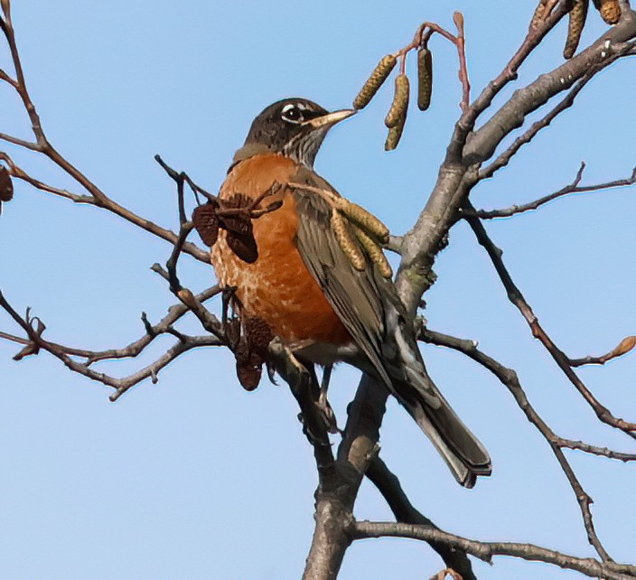 American Robin - ML627373621