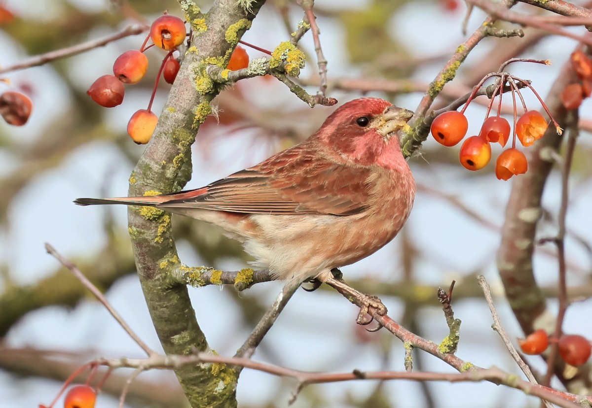 Purple Finch - ML627373630