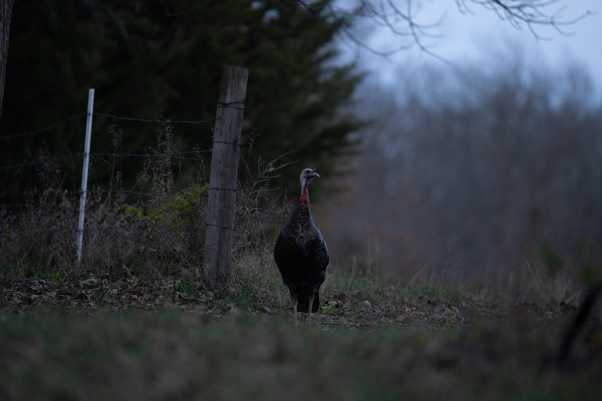 Wild Turkey - ML627373632