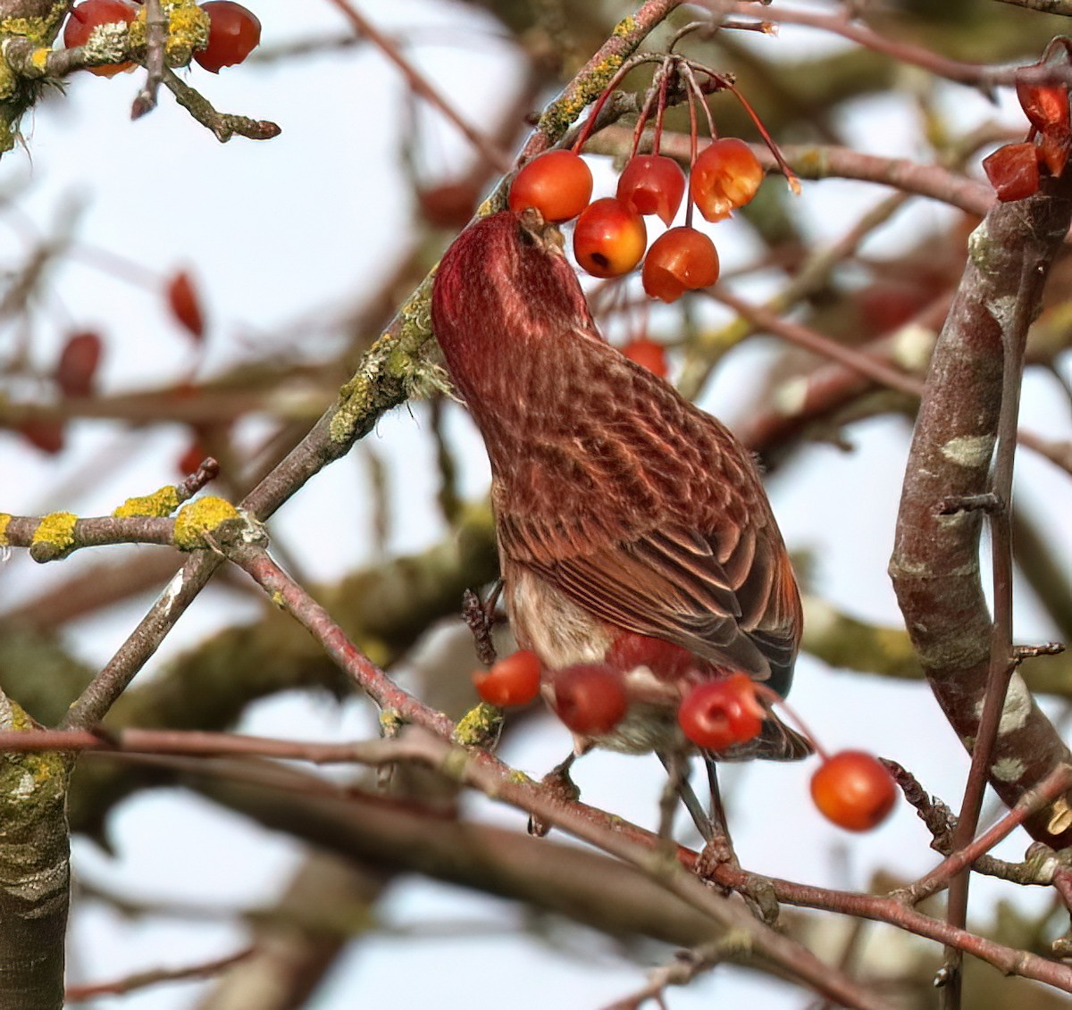 Purple Finch - ML627373639