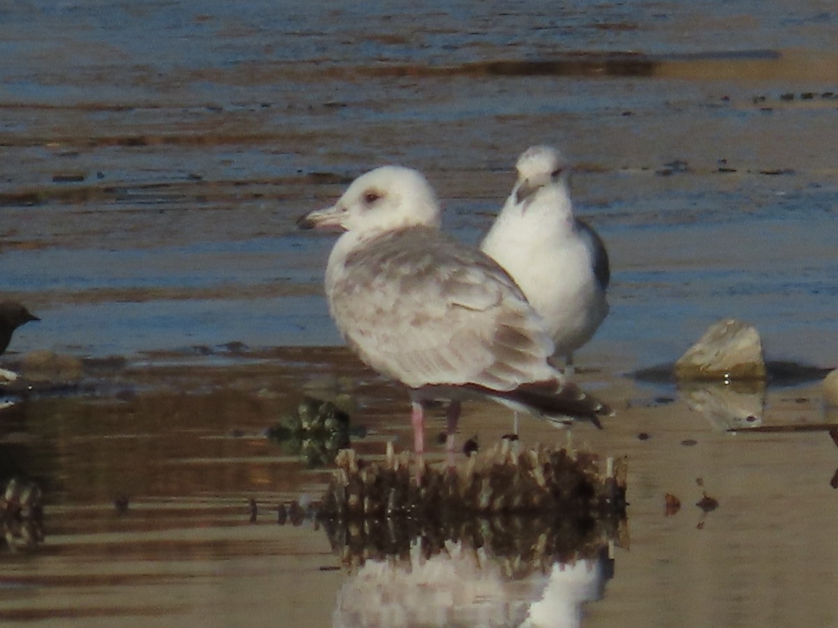 Iceland Gull (Thayer's) - ML627373647