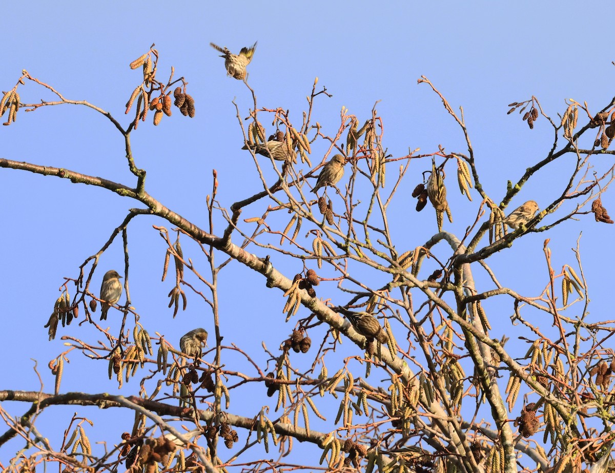 Pine Siskin - ML627373653