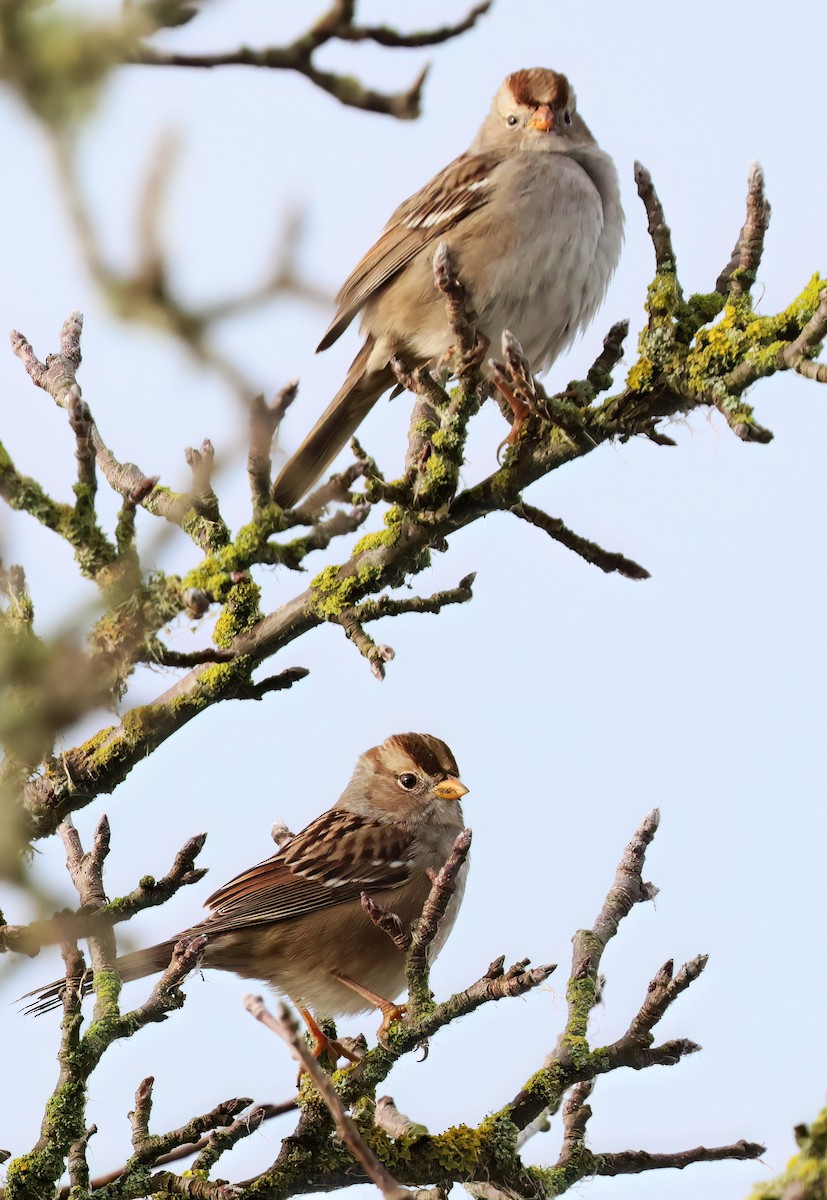 White-crowned Sparrow - ML627373665