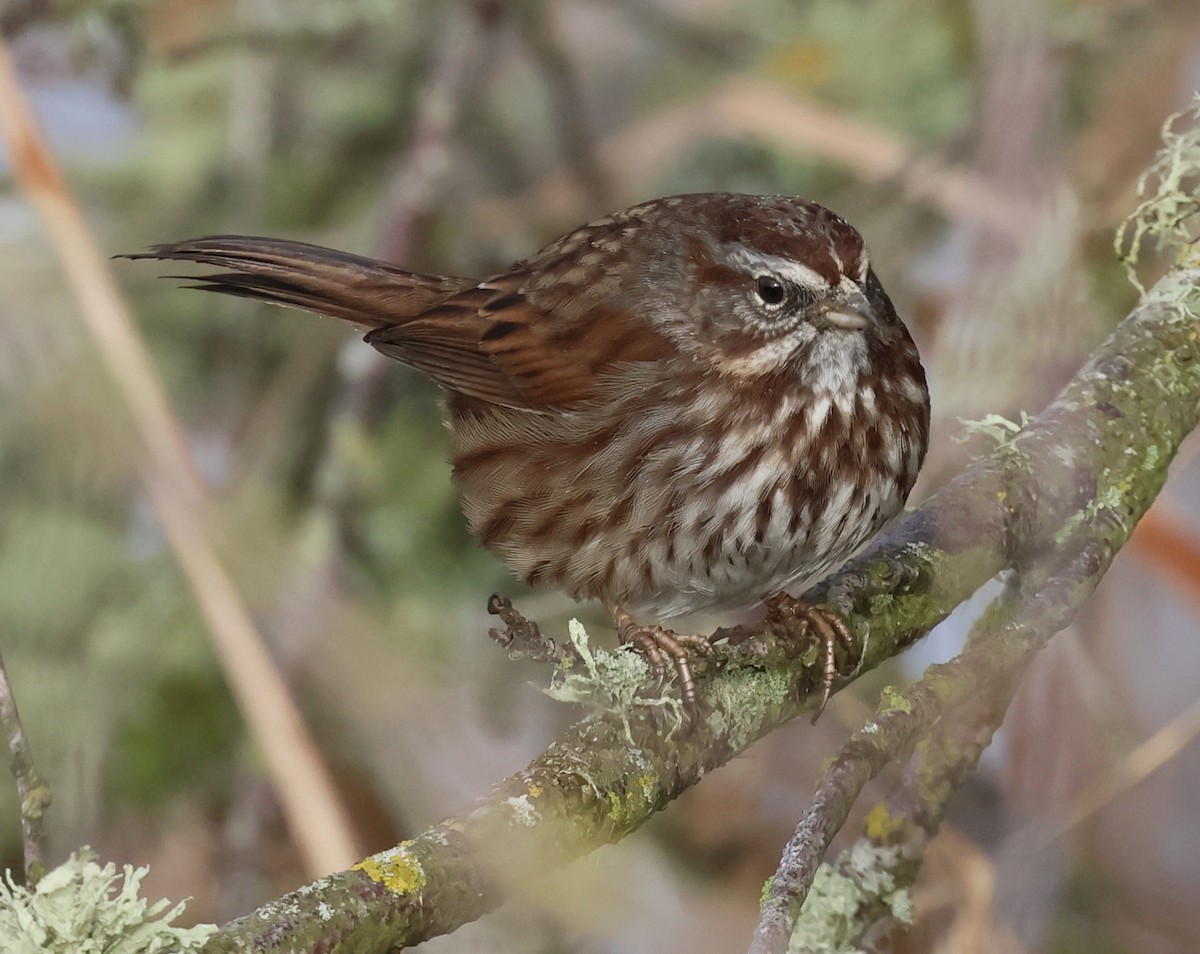 Song Sparrow - ML627373676