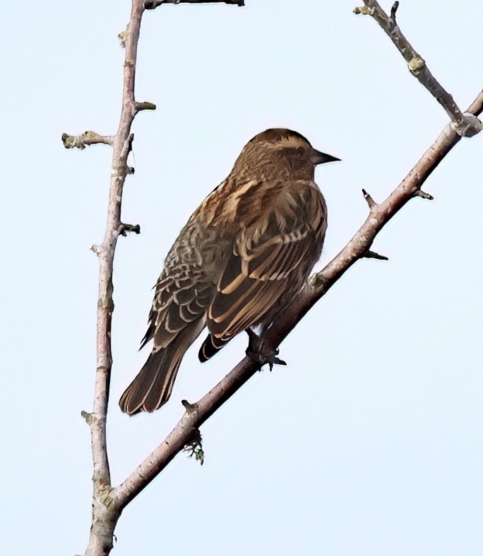 Red-winged Blackbird - ML627373679