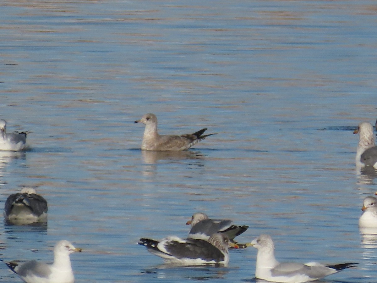 Short-billed Gull - ML627373709