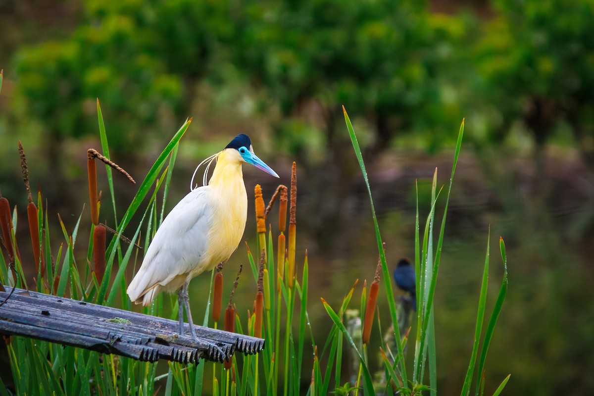 Capped Heron - ML627373770