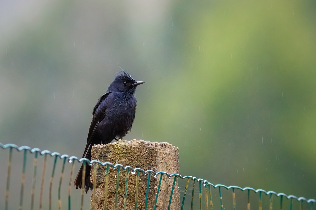 Crested Black-Tyrant - ML627373771