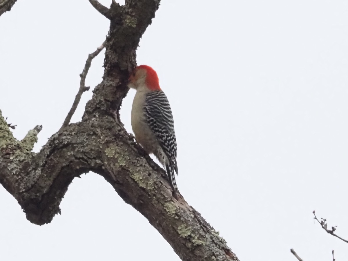 Red-bellied Woodpecker - ML627373840