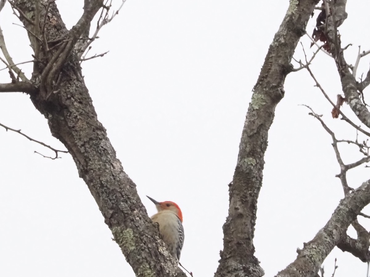 Red-bellied Woodpecker - ML627373841
