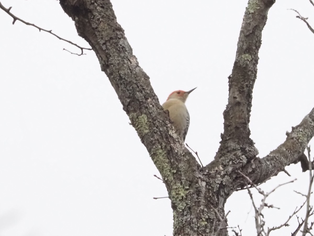 Red-bellied Woodpecker - ML627373842