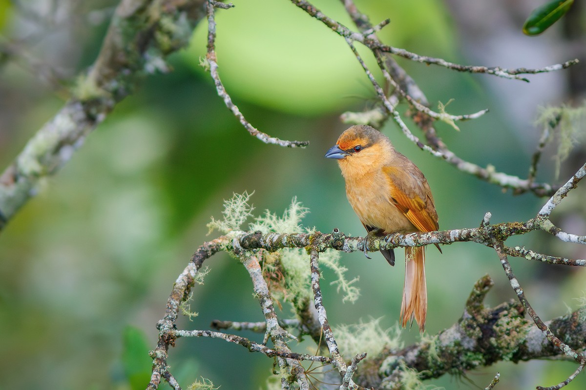 Brown Tanager - ML627373881