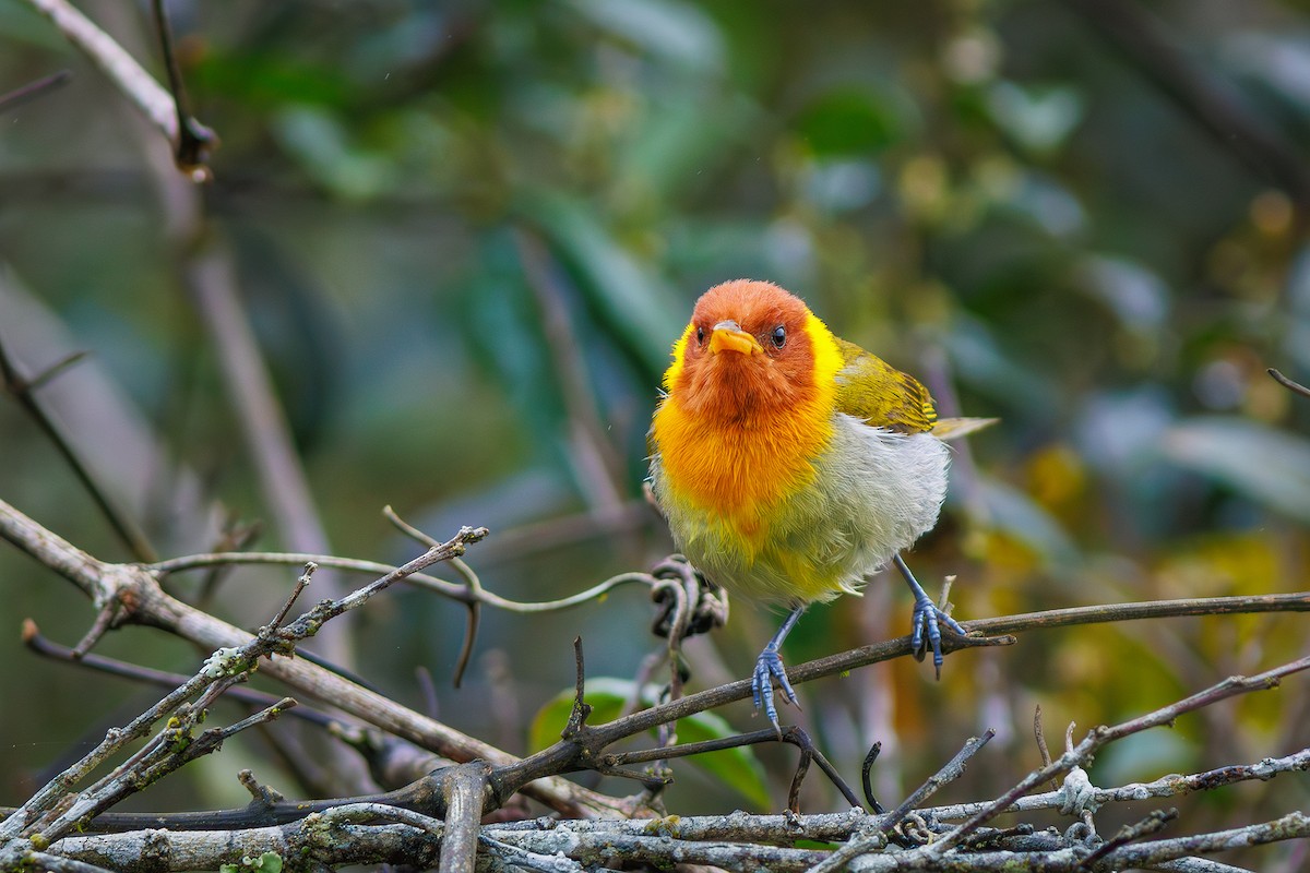 Rufous-headed Tanager - ML627373882