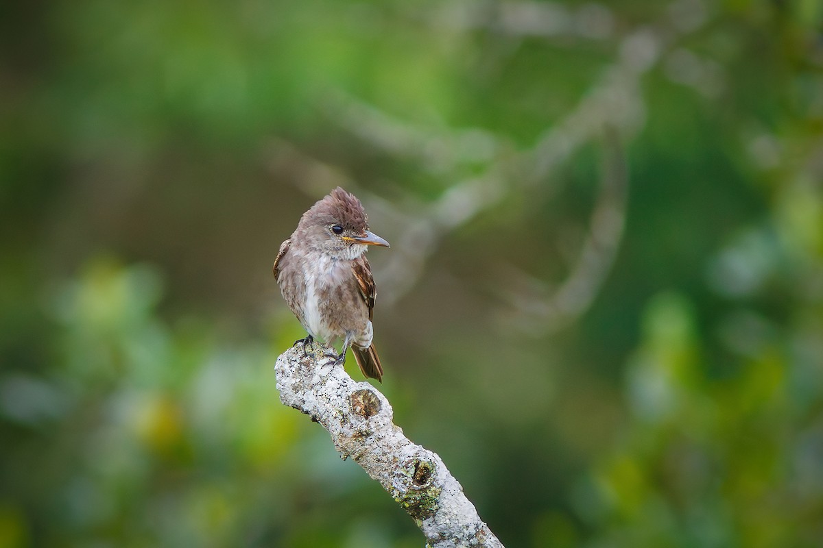 Olive-sided Flycatcher - ML627373884