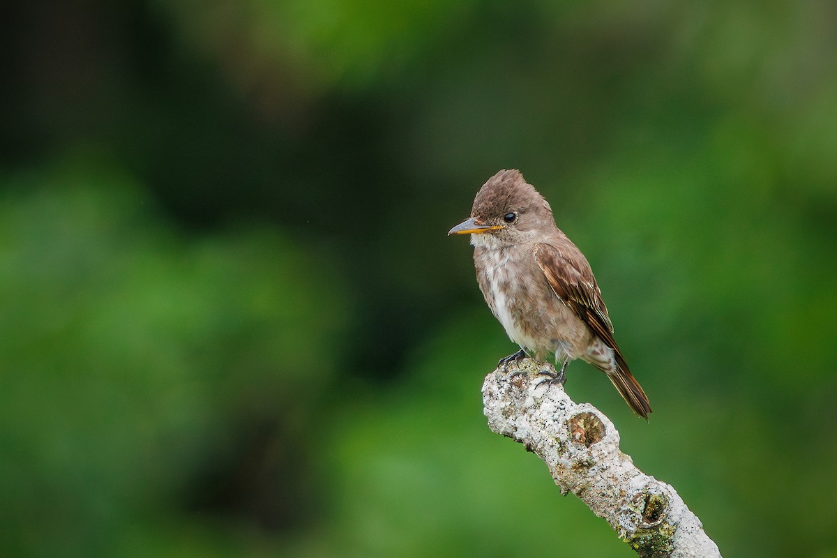 Olive-sided Flycatcher - ML627373885