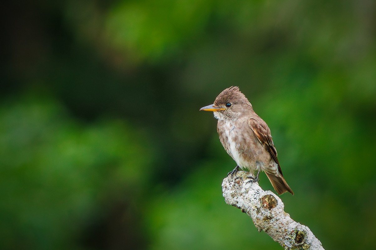 Olive-sided Flycatcher - ML627373886