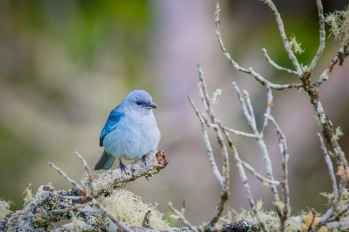 Azure-shouldered Tanager - ML627373894