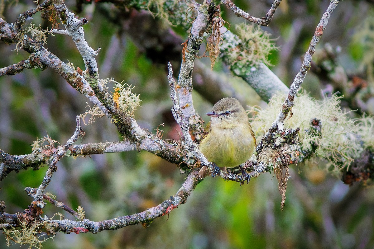 Rough-legged Tyrannulet - ML627373903