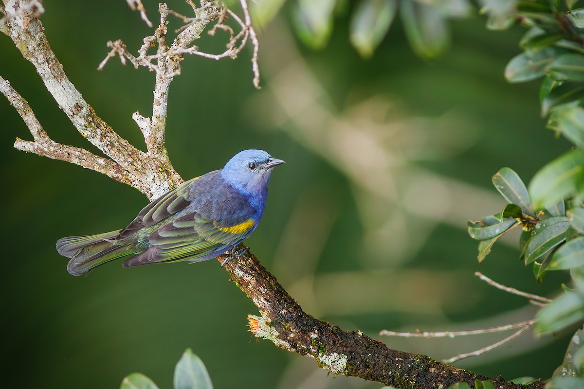 Golden-chevroned Tanager - ML627373917