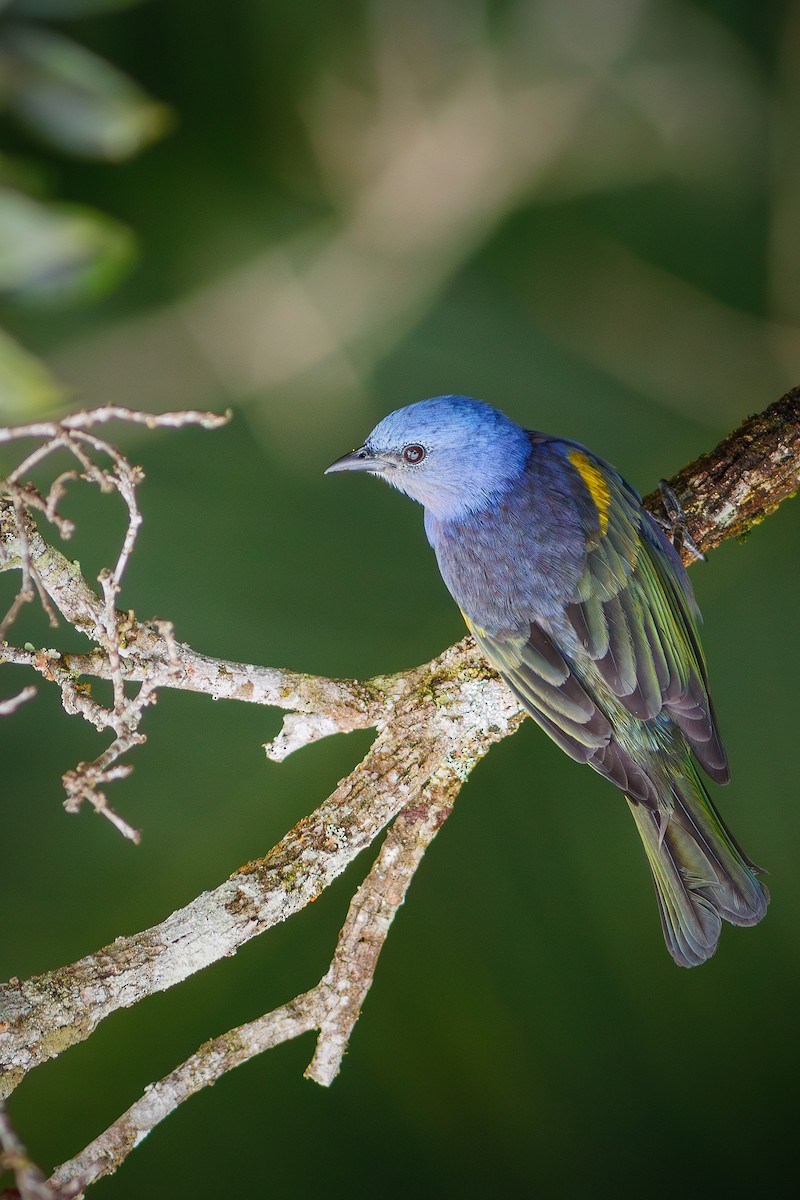 Golden-chevroned Tanager - ML627373918