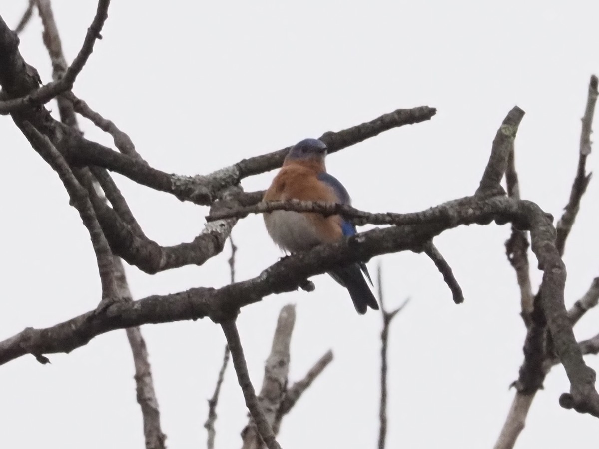 Eastern Bluebird - ML627373921